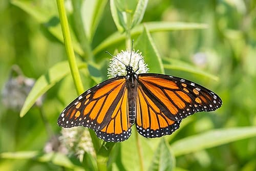 Monarch (Danaus plexippus) on Rattlesnake Master (Eryngium yuccifolium)-Marion County-Illinois Art Print by Kellie Day